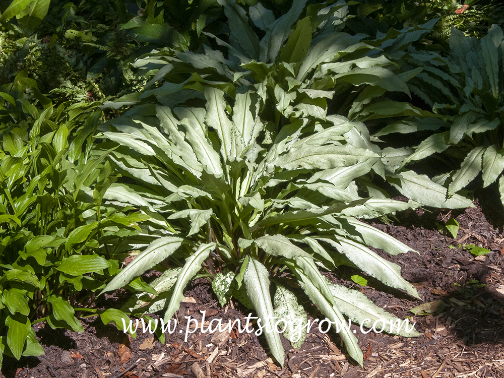 Diana Clare (Pulmonaria longifolia)